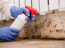 Why You Should Choose Our Mold Remediation Services in Capac, MI